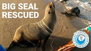 Big Seal RESCUED from 45 strands of fishing line [upl. by Tonkin]