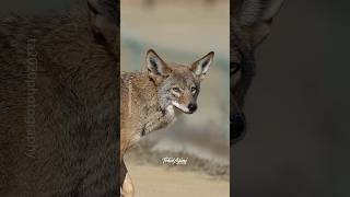 Have you ever seen one Coyote chase another Coyote out of its territorycoyote coyotes chase [upl. by Eirrehs]