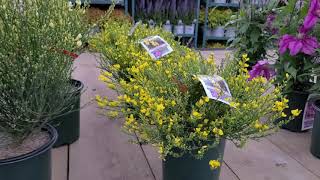 Cytisus Allgold  Moonlight  Osiris Scotch Broom  Slender Foliage Yellow Flowers [upl. by Yer168]