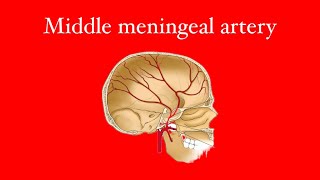 Middle meningeal artery [upl. by Yssenhguahs519]