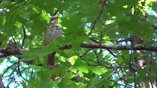 Hermit Thrush After the Rain  Soundscape [upl. by Atineg29]