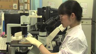 Stem Cell Transplantation by the American Macular Degeneration Foundation [upl. by Timmy]