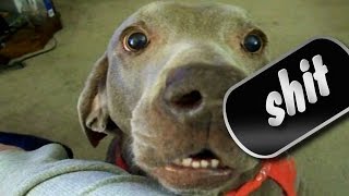 Talking Dog has Stuttering Tourette is it ok to Laugh [upl. by Kulda]