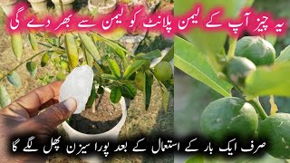 How to get plenty of fruits on lemon plants  Nimbu ke podhe ki growth kaise badhaye  Fertilizer [upl. by Aihsetal]