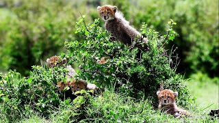 Adorable Cheetah Cubs Sound Of Safari  Masai Mara Kenya [upl. by Disini]