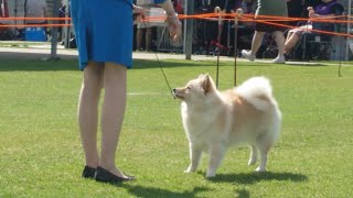 2024 Yea amp District Show  Non Sporting Dogs [upl. by Ruthy]