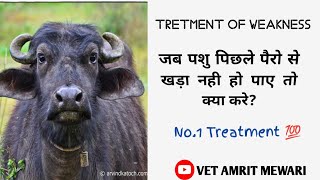 पशु पीछे के पैरो से खड़ा नही हो पा रहा  this buffalo is not able to stand  Downer cow syndrome [upl. by Bilbe491]