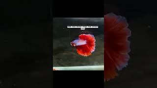 ফেন্সি বেটা ফিস 🔥 BETTA FISH  FACNY ROSETAILviralshorts shortsbettafish exotic aquariumfish [upl. by Adnil]