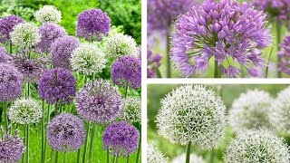 Guide to Summer Plants Allium Species [upl. by Ailsa]