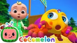 Itsy Bitsy Spider  Itsy Bitsy  Spider Nursey Rhymes CoComelon ChuChuTV spider kids rhymes [upl. by Nayr]