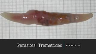 Trematode Life Cycle [upl. by Berck]