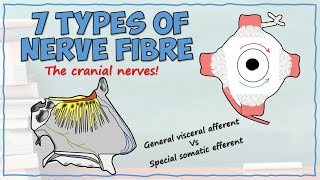 7 Types of Cranial Nerve Fibre  Easy Breakdown [upl. by Alexa934]