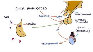 How do GnRH analogues work Zoladex Prostap and other GnRH analogues [upl. by Gratia]