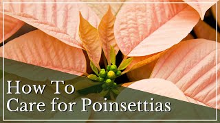 How To Care for Poinsettias  Poinsettia Care Guide  Poinsettia Care Tips  Poinsettias 101 [upl. by Merrily]