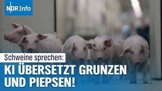 KI entschlüsselt Tierkommunikation Forscher verstehen die Sprache von Schweinen  NDR Info [upl. by Ynohtnaleahcim]