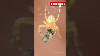 How the Trapdoor Spider Catches Its Prey wildanimals animalfacts facts animal animals [upl. by Oberstone]