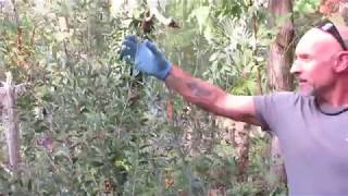 How to start Bottlebrush from seed with Banana Joe [upl. by Valerio918]