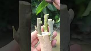 Plant grafting and tree care techniques 2827 [upl. by Xenos]