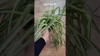 Spider plant rescue See the transformation in just 3 Days 🌱 plantcare beforeandafter [upl. by Rai]