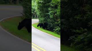 Rare Sighting 2 Bears Caught on Camera [upl. by Nidroj]