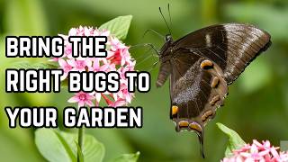 Five Plants to Bring Beneficial Insects to your Garden pollinatorgarden [upl. by Akcimat859]