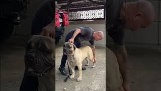 Bullmastiff training bullmastiff youtubeshort dogshow dogtraining hernandogworldtv [upl. by Necyrb]