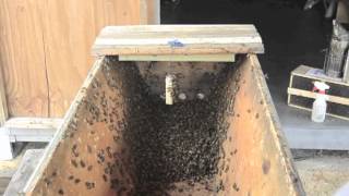 Installing the First Package of Bees in a TopBar Hive [upl. by Alveta468]