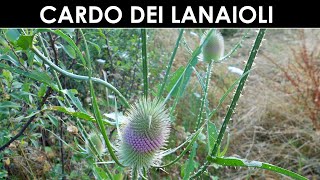 VErba Volant  Il cardo dei lanaioli [upl. by Notsgnal]