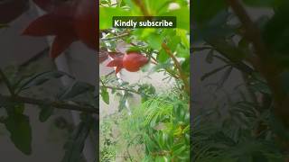 Homegrown Pomegranates 🍎 Thriving in Our Terrace Garden mypetsmygarden [upl. by Nozicka]