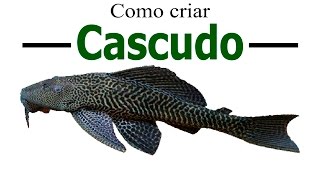 Como criar o peixe Cascudo [upl. by Coppinger]