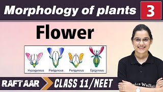 Morphology in Plants 03  Flower  Class 11NEET  RAFTAAR [upl. by Ahsekat]