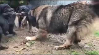 caucasian ovcharka vs rottweiler [upl. by Adorl]