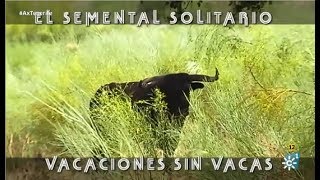 El Semental Solitario Vacaciones Sin Vacas [upl. by Niar]