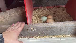 Rain Proof Your Chicken Coop Kit [upl. by Pirnot]