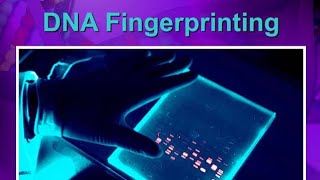 DNA fingerprinting ppt Gel electrophoresis biology class 12 science NEET DNA test MSc [upl. by Wyatan]