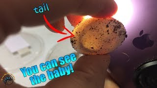 👀 An AMAZING INSIDE LOOK at Fully Developed Bearded Dragon Eggs [upl. by Nikki]