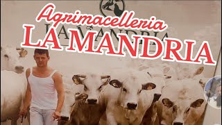 “LA MANDRIA” Agrimacelleria serata TAGLIATA di FASSONA PIEMONTESE Isola d’Asti ☎️3403483209 [upl. by Assenev495]