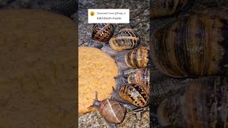 Garden Snails Eating A Digestive Buiscit With Doom Music [upl. by Tijnar]