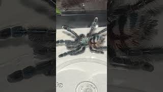 NEW Antilles Pink Toe Tarantula Caribena Versicolor shorts tarantula pet alexsarachnids [upl. by Maureen]