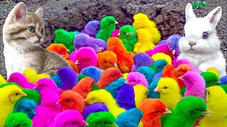 World Cute Chickens Colorful Chickens Rainbows Chickens Cute Ducks Cat Rabbit Cute Animals 🐤🦢🥚 [upl. by Annwahs]