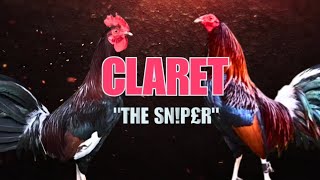 CLARET GAMEFOWL BLOOLINE Fighting Style and History [upl. by Atterahs]