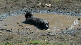 Dogs loving rain and puddles  Funny and cute dog compilation [upl. by Orran524]