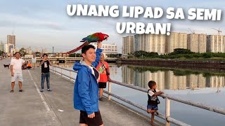 IBONG ADARNA UNANG LIPAD SA SEMI URBAN [upl. by Lucic]