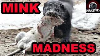 Rat Invasion SMASHED by Mink and Dogs [upl. by Alram]