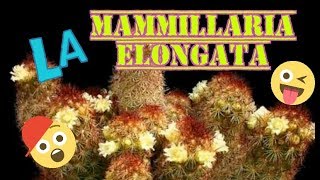 SEMBRANDO MAMMILLARIA ELONGATA [upl. by Goldie]