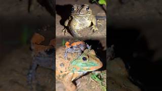 Ripe frog on the head funny jumping frog  catch to flying  Tep longheng funny [upl. by Vern]