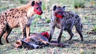 hyena cub antelope sırtlan yavru antilop гиена детеныш антилопа tv giena bolasi antilopa [upl. by Laurianne]