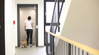 Training Tips EN  Part 25 Dog in an elevator [upl. by Sakul]