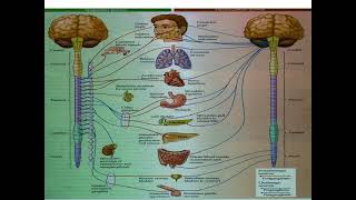 Neuroscience 1 module 2023 Lecture 7  Autonomic ganglia [upl. by Atilamrac]