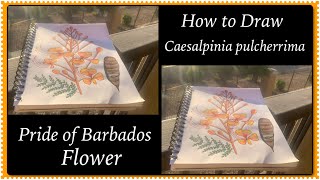 How to Draw రత్నగంధీCaesalpinia pulcherrima PrideOfBarbadosFlower with sketch pensStreetflowers [upl. by Yatnuahs]